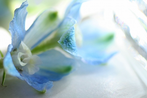 ブルーな・・・flower