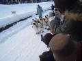 ペンギン行列1