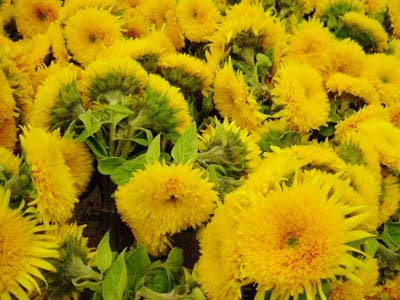 sunflower6.jpg